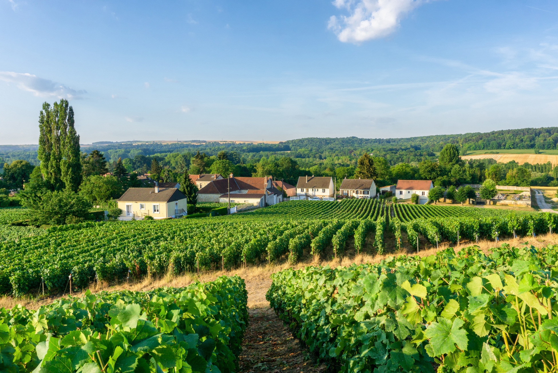 Chammpagne Region thumbnail